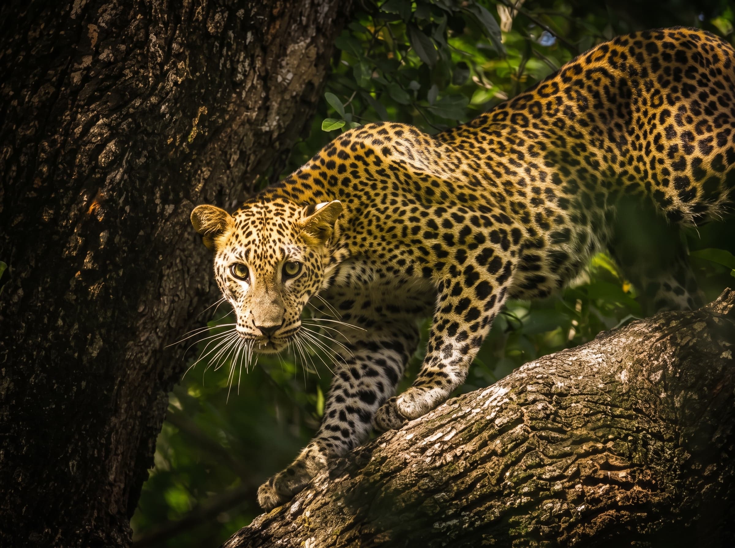 Sri Lankan leopard in Yala