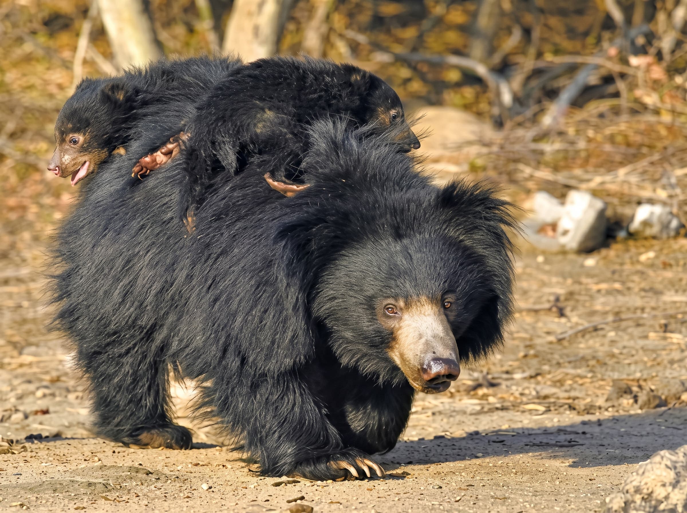 Sloth bear in Yala